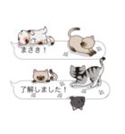 【まさき】猫だらけの吹き出し（個別スタンプ：17）