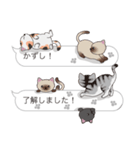 【かずし】猫だらけの吹き出し（個別スタンプ：17）