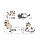 【こうき】猫だらけの吹き出し（個別スタンプ：16）