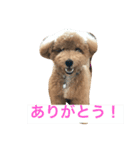 プードル家族（個別スタンプ：2）