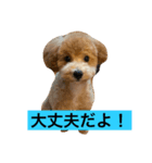 プードル家族（個別スタンプ：4）