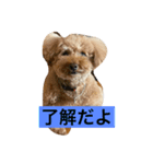 プードル家族（個別スタンプ：5）