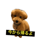 プードル家族（個別スタンプ：6）