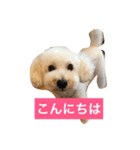 プードル家族（個別スタンプ：7）