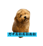 プードル家族（個別スタンプ：8）