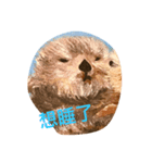 Lucky Otters（個別スタンプ：4）