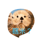 Lucky Otters（個別スタンプ：8）