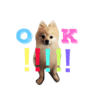 ポメラニアンラルフ（個別スタンプ：4）