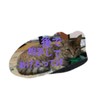 もいにゃですぅ（個別スタンプ：6）