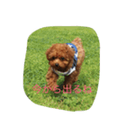 C-UTE  ROCON（個別スタンプ：5）