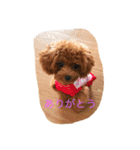 C-UTE  ROCON（個別スタンプ：10）