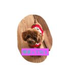 C-UTE  ROCON（個別スタンプ：14）