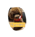 C-UTE  ROCON（個別スタンプ：15）