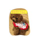 C-UTE  ROCON（個別スタンプ：16）