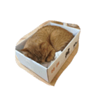 うちのことらねこ‼︎（個別スタンプ：3）