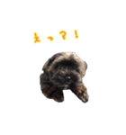 wnp わんわん2（個別スタンプ：3）