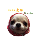 wnpわんわん1（個別スタンプ：6）