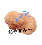 うちのランちゃん（個別スタンプ：2）