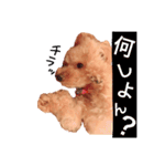うちのランちゃん（個別スタンプ：5）