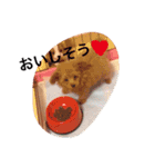 うちのランちゃん（個別スタンプ：11）