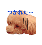 うちのランちゃん（個別スタンプ：16）