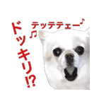 サンキューおっさんとゆかいな仲間達 49（個別スタンプ：1）