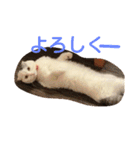 犬＆猫日常会話（個別スタンプ：1）