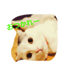 犬＆猫日常会話（個別スタンプ：3）