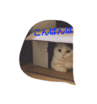 犬＆猫日常会話（個別スタンプ：4）