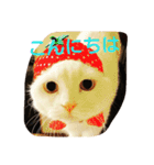 犬＆猫日常会話（個別スタンプ：5）