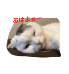 犬＆猫日常会話（個別スタンプ：6）