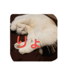 犬＆猫日常会話（個別スタンプ：7）