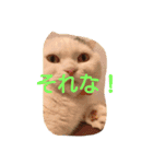 犬＆猫日常会話（個別スタンプ：10）