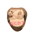 犬＆猫日常会話（個別スタンプ：14）