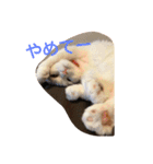 犬＆猫日常会話（個別スタンプ：15）