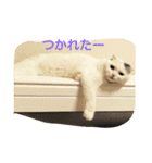 犬＆猫日常会話（個別スタンプ：18）