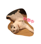 犬＆猫日常会話（個別スタンプ：22）