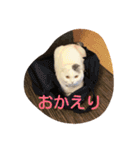 犬＆猫日常会話（個別スタンプ：23）