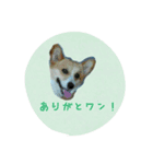 すたんぷりん(1)（個別スタンプ：1）