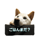 Fukusuke of dog（個別スタンプ：1）