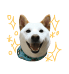 Fukusuke of dog（個別スタンプ：4）