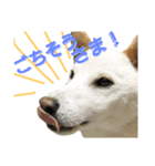 Fukusuke of dog（個別スタンプ：7）