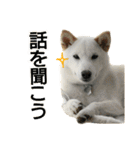 Fukusuke of dog（個別スタンプ：9）