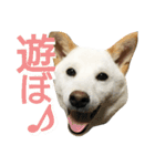 Fukusuke of dog（個別スタンプ：10）