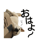 Fukusuke of dog（個別スタンプ：12）