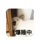 Fukusuke of dog（個別スタンプ：15）