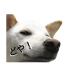 Fukusuke of dog（個別スタンプ：16）