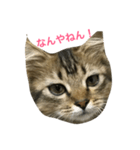 関西猫ちゃん（個別スタンプ：1）