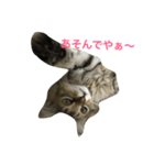 関西猫ちゃん（個別スタンプ：2）