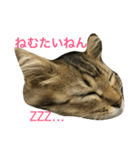 関西猫ちゃん（個別スタンプ：3）
